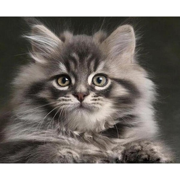Beautiful Gray Cat
