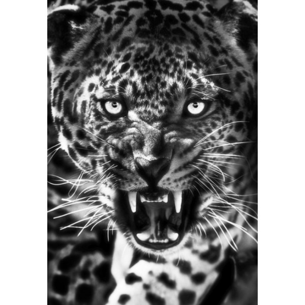 Roaring Leopard Black & White