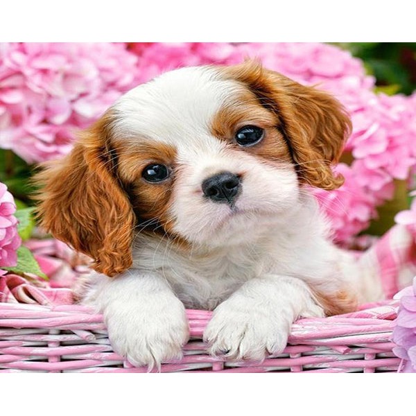 Cute Puppy in Pink Flowers Basket