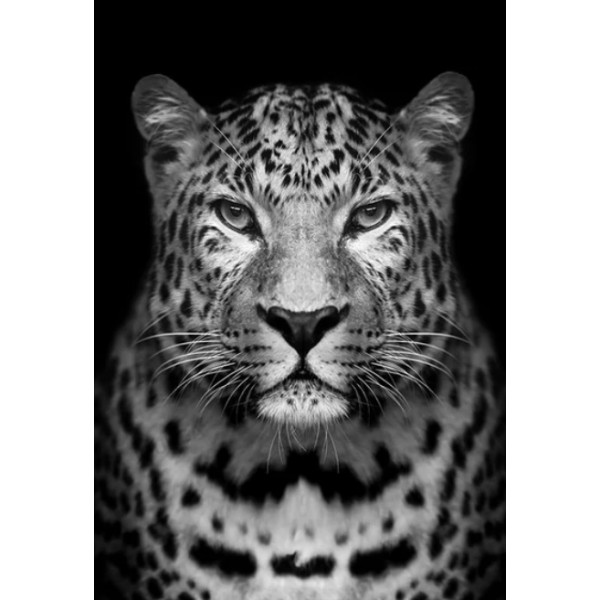Black & White Leopard Painting