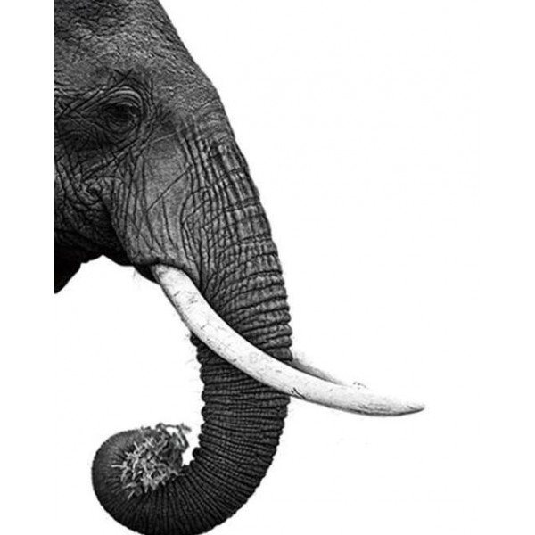 Elephant Teeth & Trunk