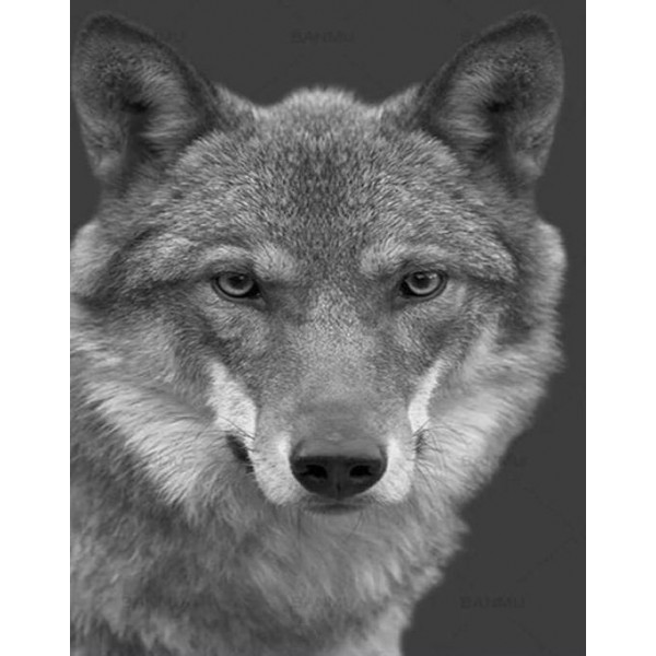 Stunning Wolf