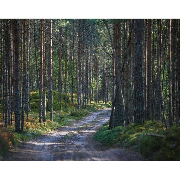 Spruce-Fir Forests