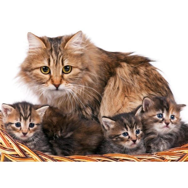 Sweet Cat Family