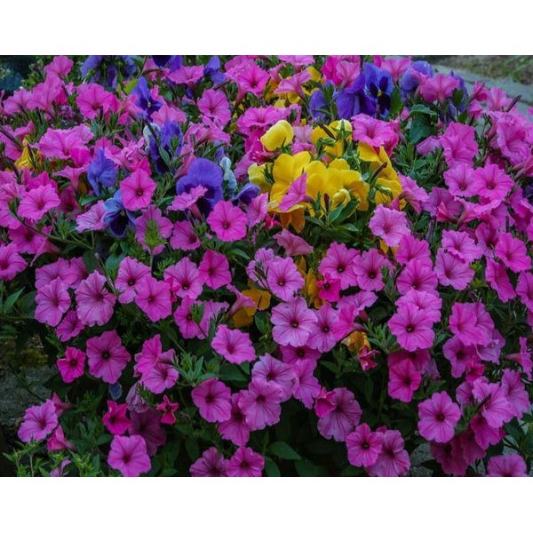 Colorful Petunias