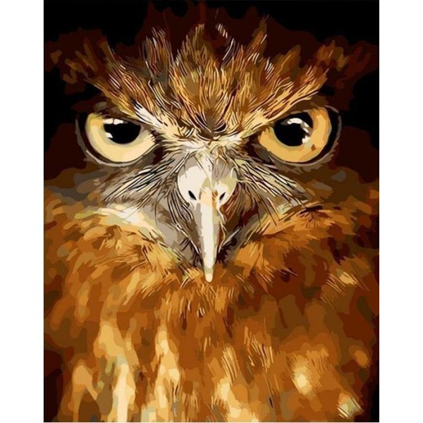 An Owl Stare
