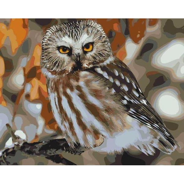 Beautiful Starring Owl