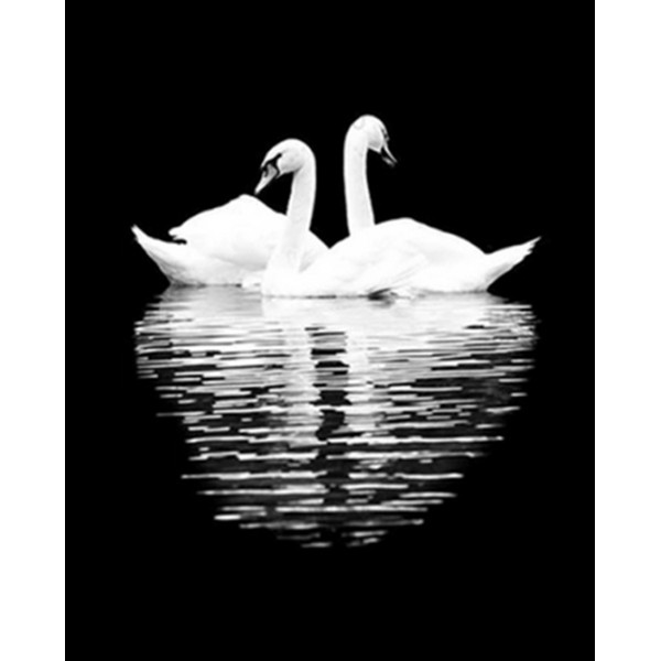 Swans Pair with Dark Background