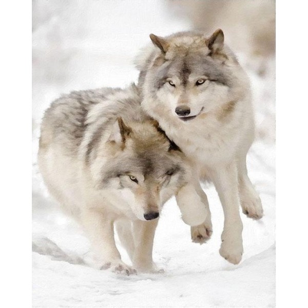 Gorgeous Pair of Snow Wolves