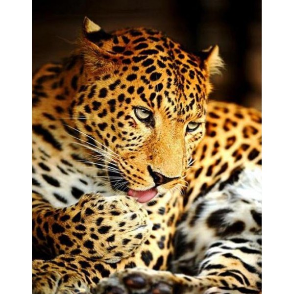 Leopard Licking Paw