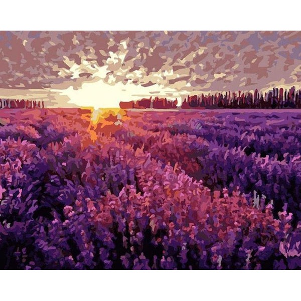 Setting Sun & Lavender Fields