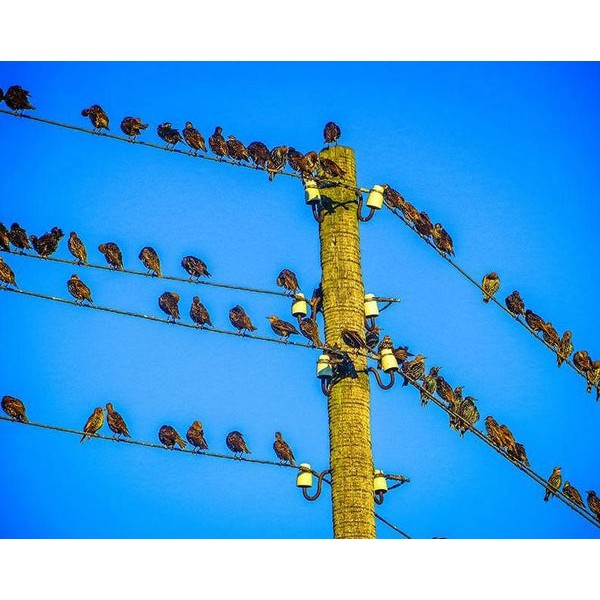 Birds Sitting on Cables