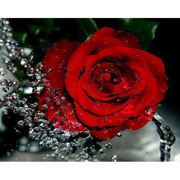 Red Rose & Water Splash