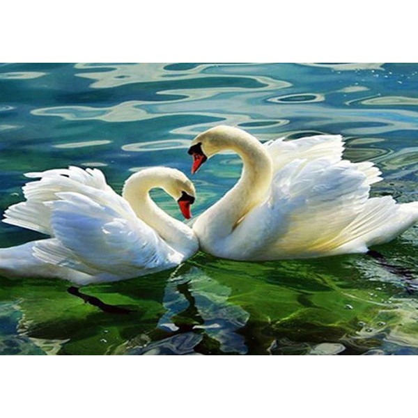 Swans in Water Pond