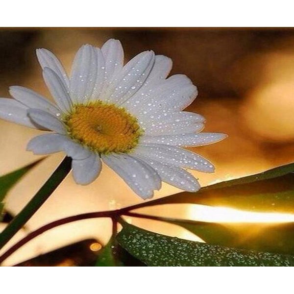 Gorgeous Daisy with Dew Drops