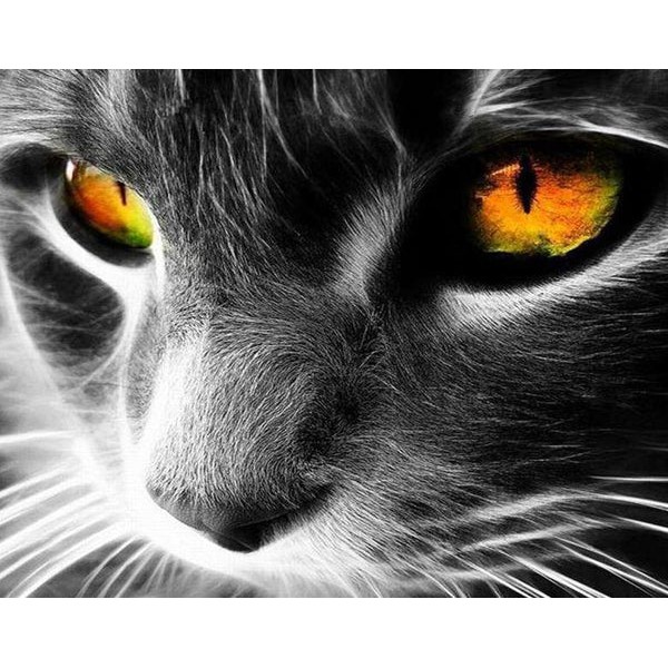 Cat with Yellow Eyes