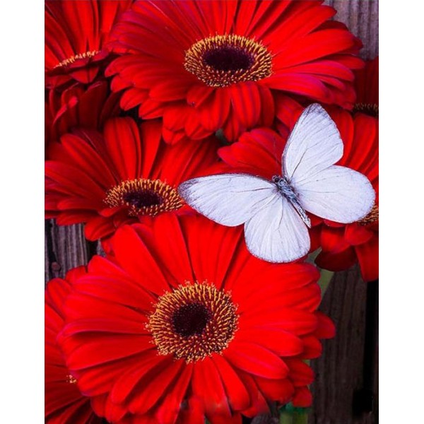 Red Flowers & White Butterfly