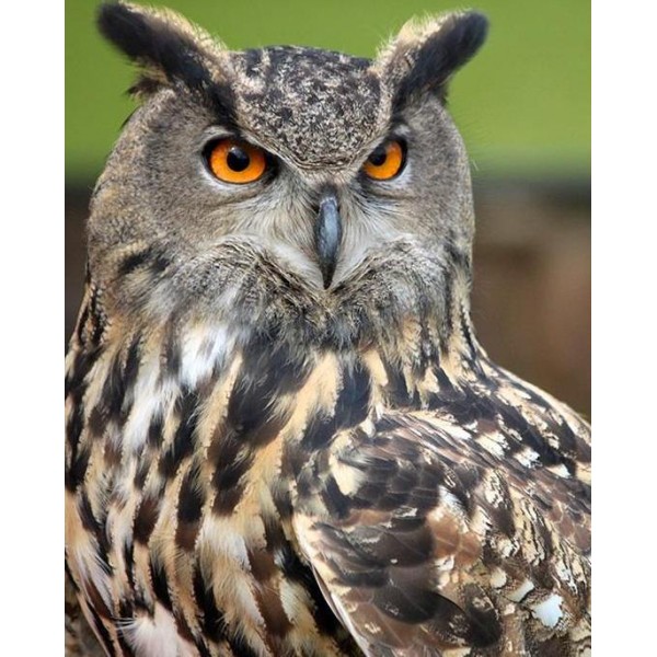 Starring Owl
