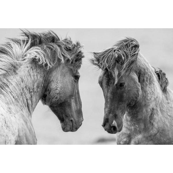 Horses Pair Black & White Painting
