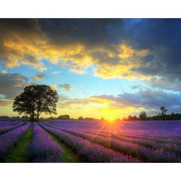 Sunset View of Lavender Fields